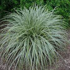 CAREX FEATHER FALLS CLT 1