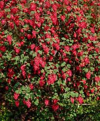 [10761] RIBES SANGUINEUM (Caduc, 200/250)