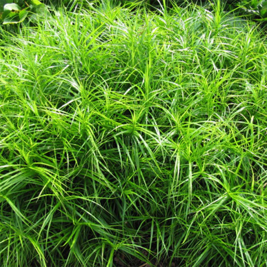 [2390] CAREX MUSKINGUMENSIS