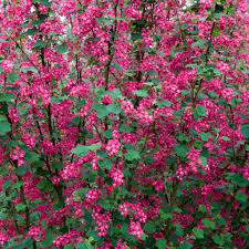 RIBES SANGUINEUM PULBOROUGH SCARLET