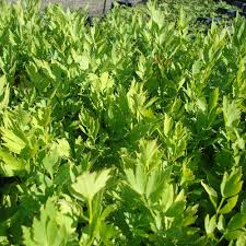 LEVISTICUM OFFICINALE CELERI VIVACE