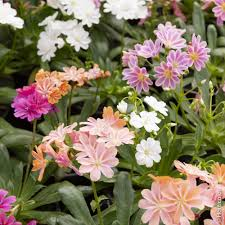 LEWISIA COTYLEDON MÉLANGE