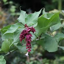 LEYCESTERIA FORMOSA