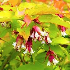 LEYCESTERIA FORMOSA GOLDEN LANTERNS