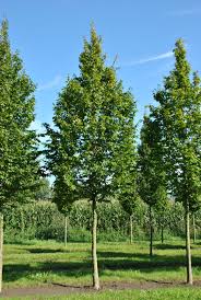 CARPINUS BETULUS