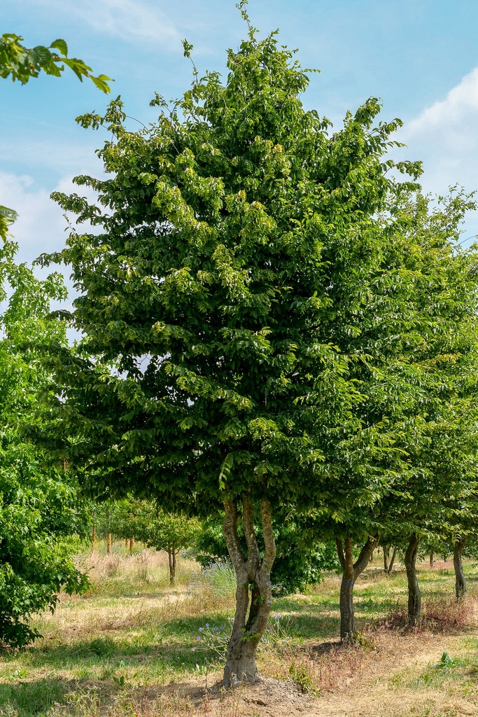 [2409] CARPINUS BETULUS - CEPEE (Caduc, 5 à 10 m)