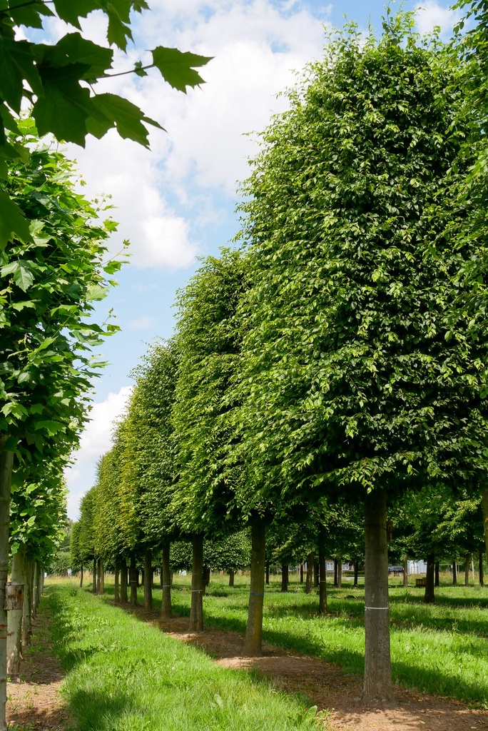 [2410] CARPINUS BETULUS - DEMI TIGE - RIDEAU (Caduc, +20 m)