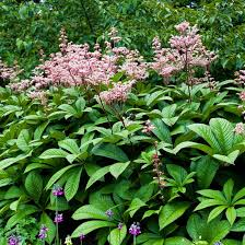 [10807] RODGERSIA AESCULIFOLIA (Caduc, 150/200)
