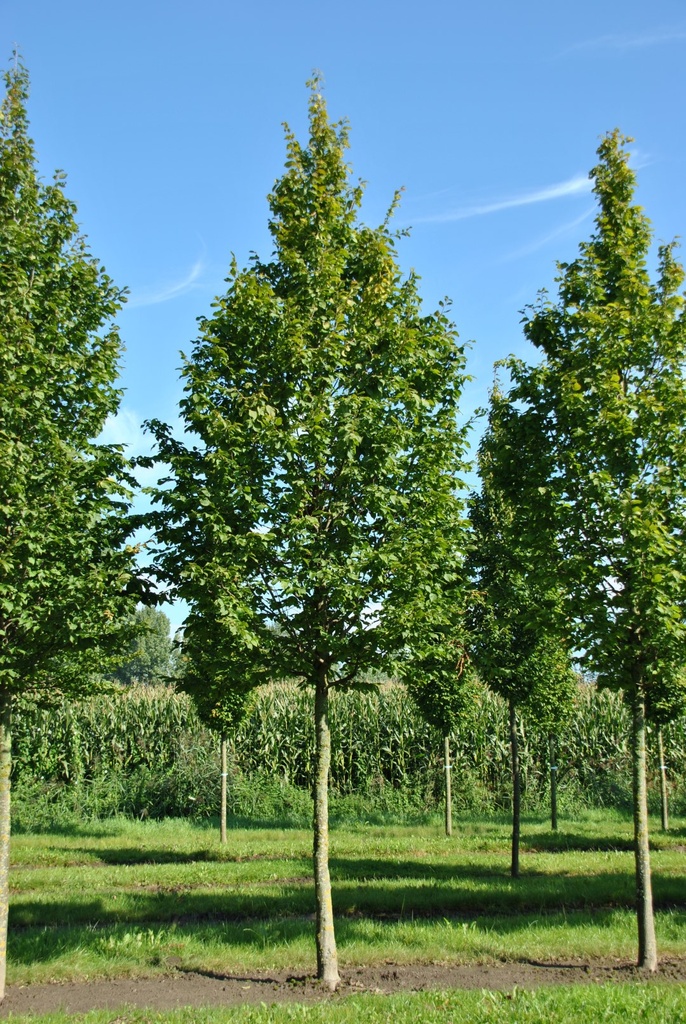 [2412] CARPINUS BETULUS - TIGE (Caduc, +20 m)