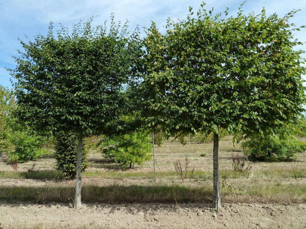 [2413] CARPINUS BETULUS - TIGE PALISSEE (Caduc, 3 à 5 m)