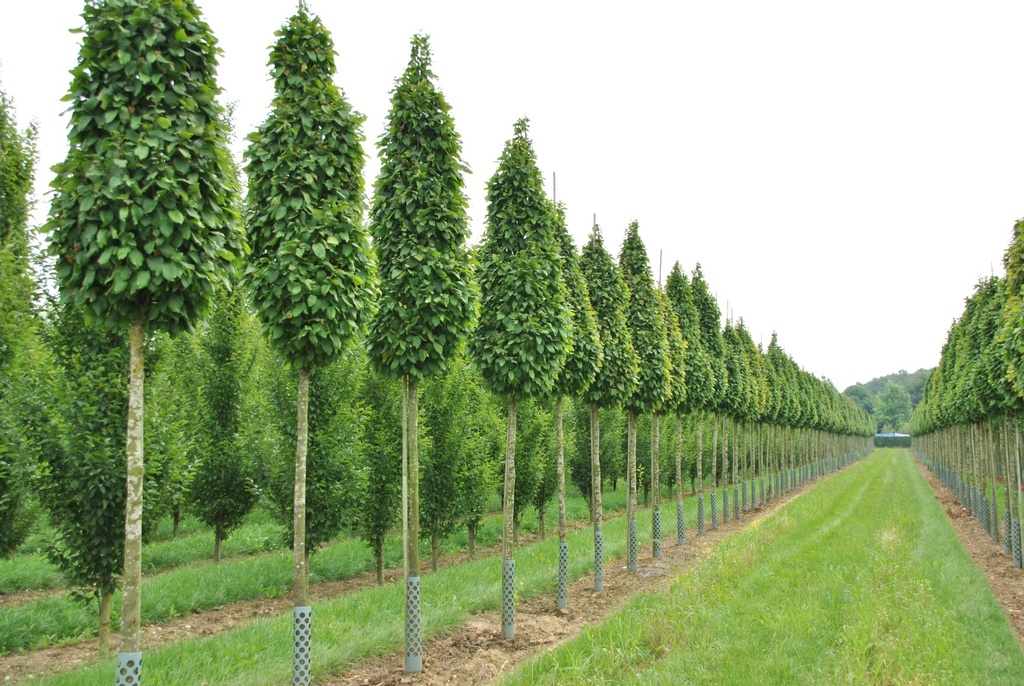 [2453] CARPINUS BETULUS COLUMNARIS NANA (Caduc, 250/300)