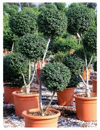 [7041] LIGUSTRUM DELAVAYANUM - BOULES (Persistant, 100/150)