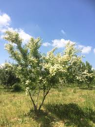 LIGUSTRUM IBOTA