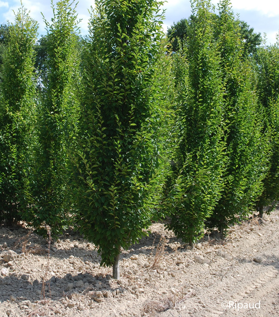 [2455] CARPINUS BETULUS FASTIGIATA (Caduc, 10 à 20 m)