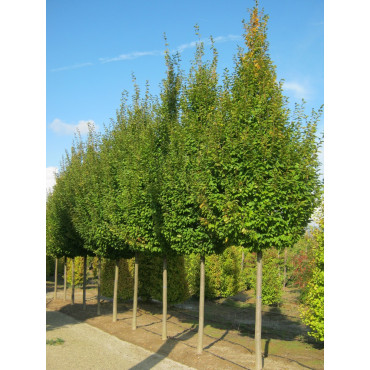 [2464] CARPINUS BETULUS FRANS FONTAINE (Caduc, 10 à 20 m)