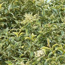 [7045] LIGUSTRUM JAPONICA EXCELSA SUPERBUM (Persistant, 3 à 5 m)