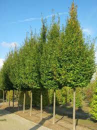 CARPINUS BETULUS FRANS FONTAINE - TIGE