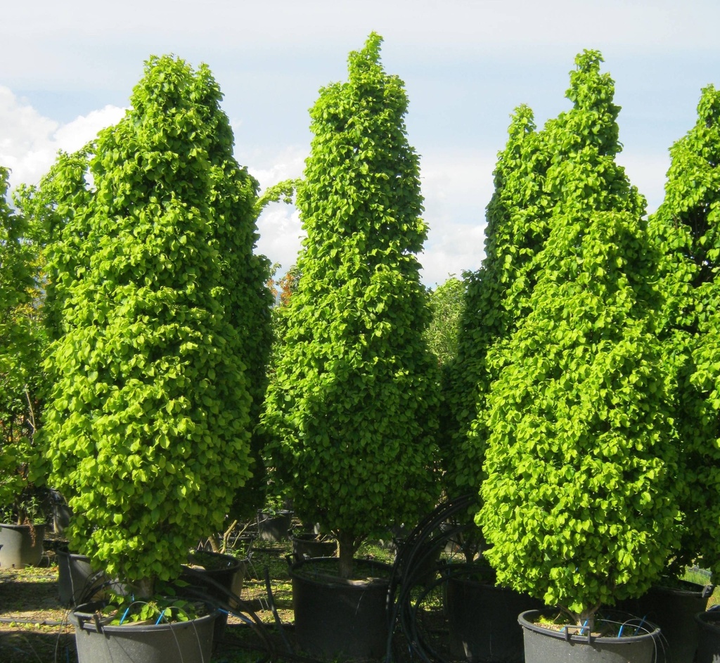 [2473] CARPINUS BETULUS MONUMENTALIS (Caduc, 5 à 10 m)