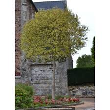 LIGUSTRUM JAPONICA EXCELSA SUPERBUM - TIGE