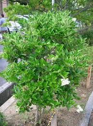 [7063] LIGUSTRUM JAPONICUM (Persistant, 3 à 5 m)