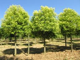 [7064] LIGUSTRUM JAPONICUM - TIGE (Persistant, 3 à 5 m)