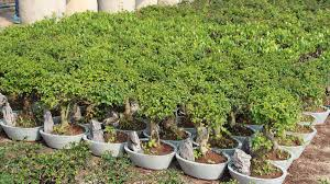 [7100] LIGUSTRUM JONANDRUM - BONSAI (Persistant, 100/150)