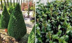 LIGUSTRUM JONANDRUM - CONE