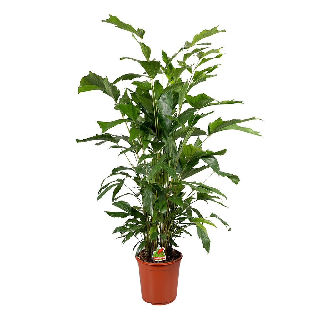 CARYOTA MITIS