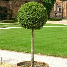 [7103] LIGUSTRUM JONANDRUM - DEMI TIGE (Persistant, 200/250)