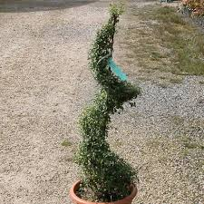 [7104] LIGUSTRUM JONANDRUM - MINI SPIRALE (Persistant, 150/200)