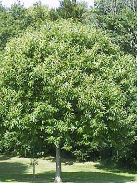 [2599] CASTANEA SATIVA (CHATAIGNIER) (Caduc, 10 à 20 m)
