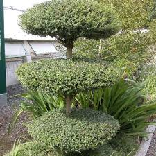 LIGUSTRUM JONANDRUM - PLATEAUX