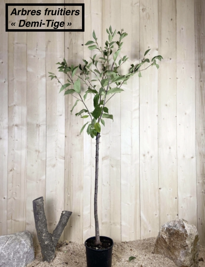 CASTANEA SATIVA (CHATAIGNIER) - DEMI TIGE