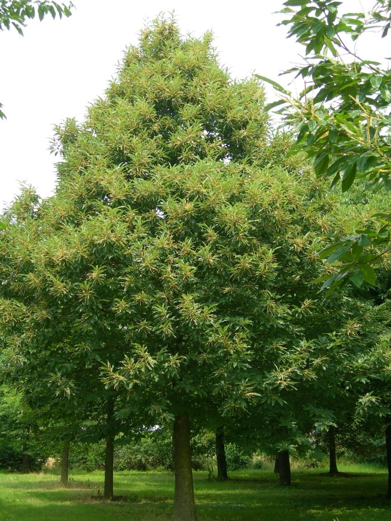 [2601] CASTANEA SATIVA (CHATAIGNIER) - TIGE (Caduc, 10 à 20 m)