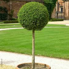 LIGUSTRUM JONANDRUM - QUART TIGE