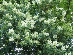 [7147] LIGUSTRUM OVALIFOLIUM (Caduc, 3 à 5 m)