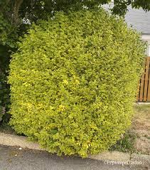 LIGUSTRUM OVALIFOLIUM AUREUM