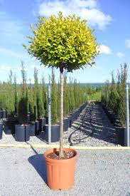 LIGUSTRUM OVALIFOLIUM AUREUM - DEMI TIGE