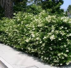 [7169] LIGUSTRUM TEXANUM (Persistant, 3 à 5 m)