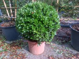 [7170] LIGUSTRUM TEXANUM - BOULE (Persistant, 150/200)