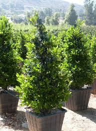 LIGUSTRUM TEXANUM - CONE