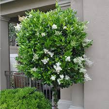 LIGUSTRUM TEXANUM - DEMI TIGE