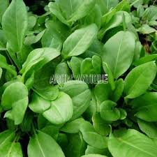 RUMEX ACETOSA (OSEILLE VIERGE)
