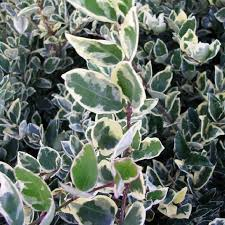 [7194] LIGUSTRUM TEXANUM SILVER STAR (Persistant, 3 à 5 m)