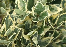 LIGUSTRUM TEXANUM SILVER STAR - BOULE