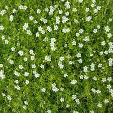 [10931] SAGINA SUBULATA (Persistant, 0/20)