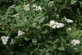LIGUSTRUM VULGARE