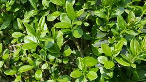 LIGUSTRUM VULGARE ATROVIRENS