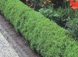 LIGUSTRUM VULGARE LODENSE