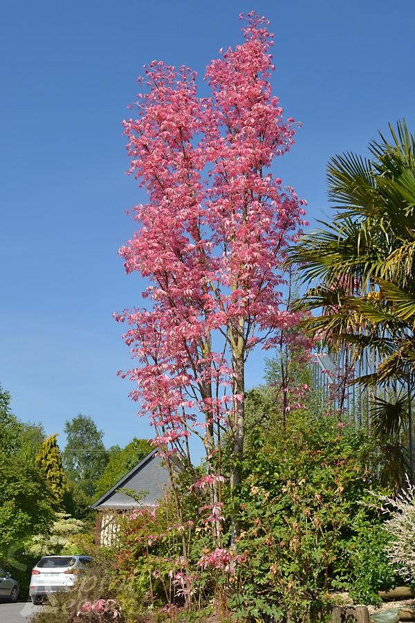 CEDRELA SINENSIS FLAMINGO - CEPEE